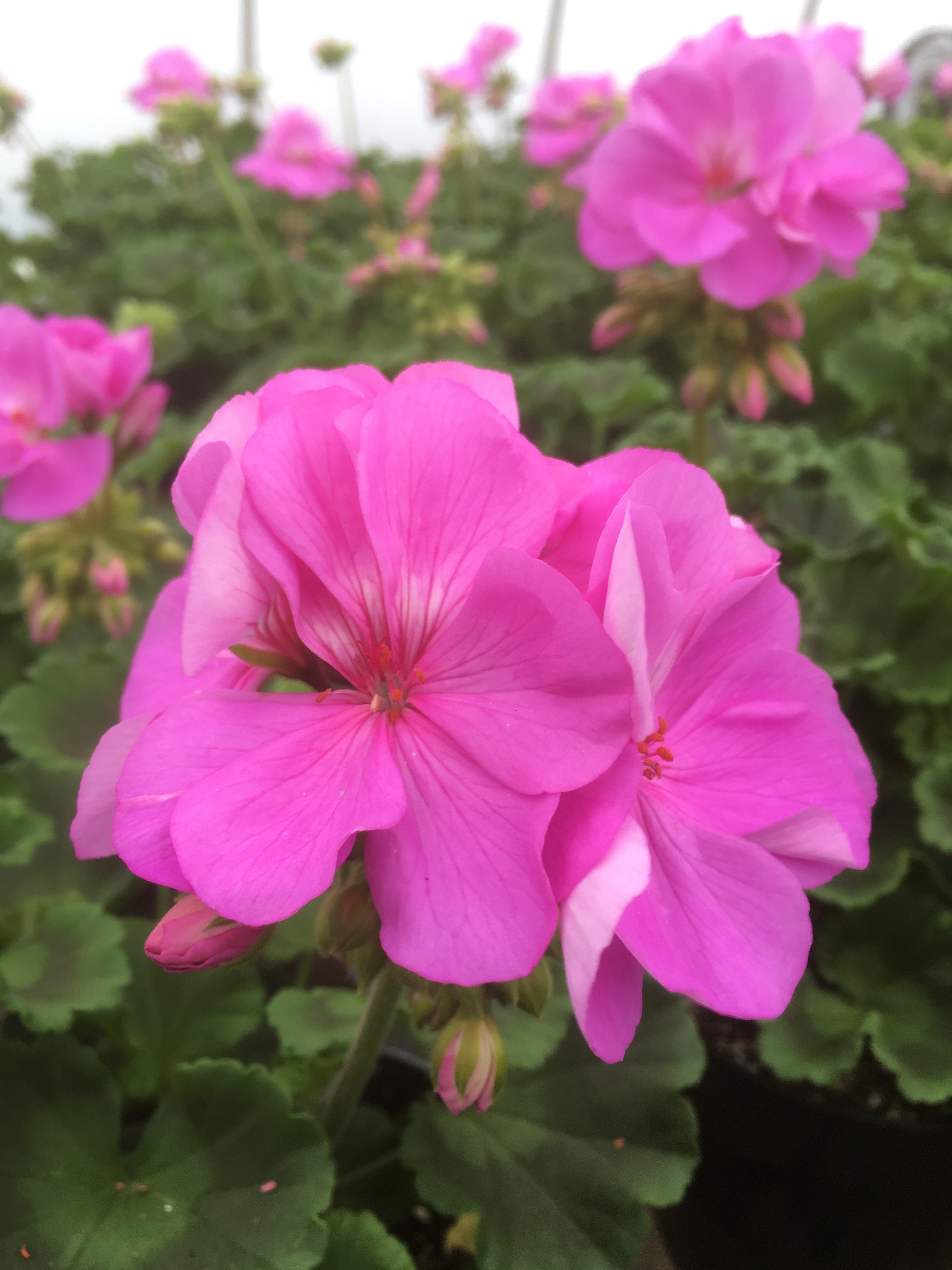 GERANIUM 'BLUE'