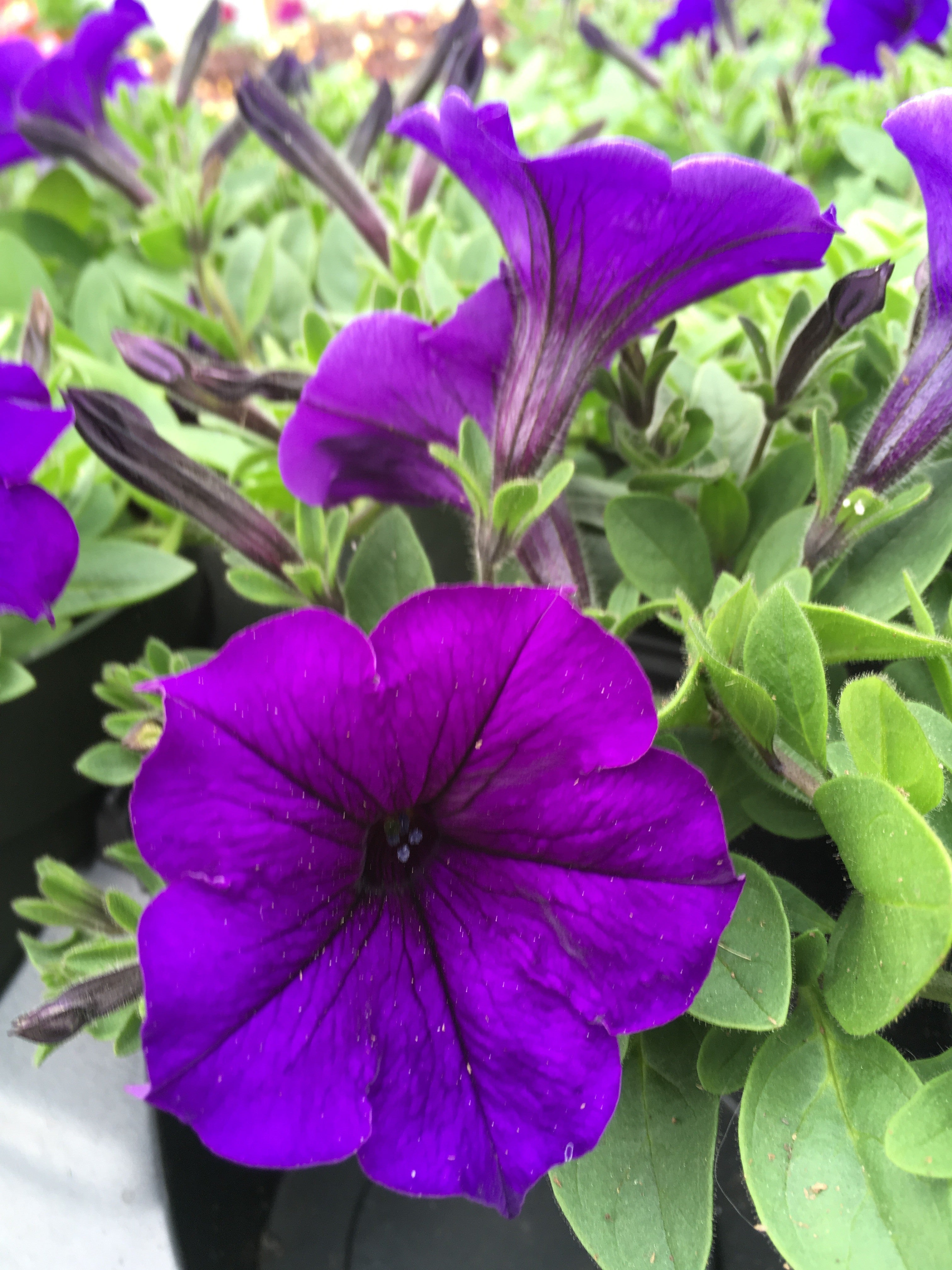 PETUNIA SUPERTUNIA 'ROYAL VELVET'