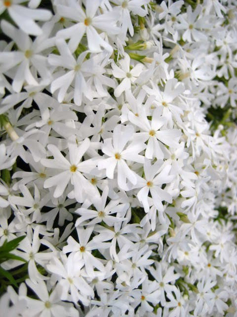 PHLOX SUBULATA ‘WHITE’