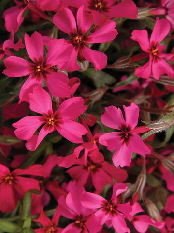 PHLOX SUBULATA ‘CANDY STRIPE’