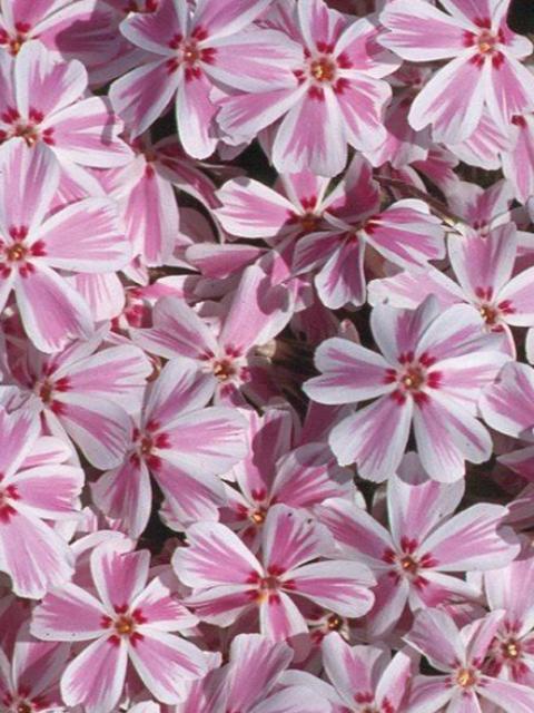 PHLOX SUBULATA ‘CANDY STRIPE’