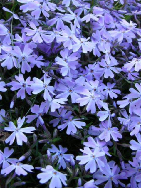 PHLOX SUBULATA ‘EMERALD BLUE’