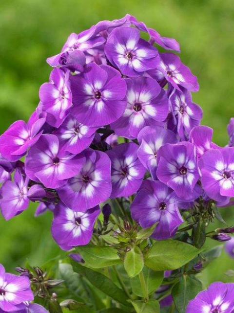 PHLOX PANICULATA 'LAURA'