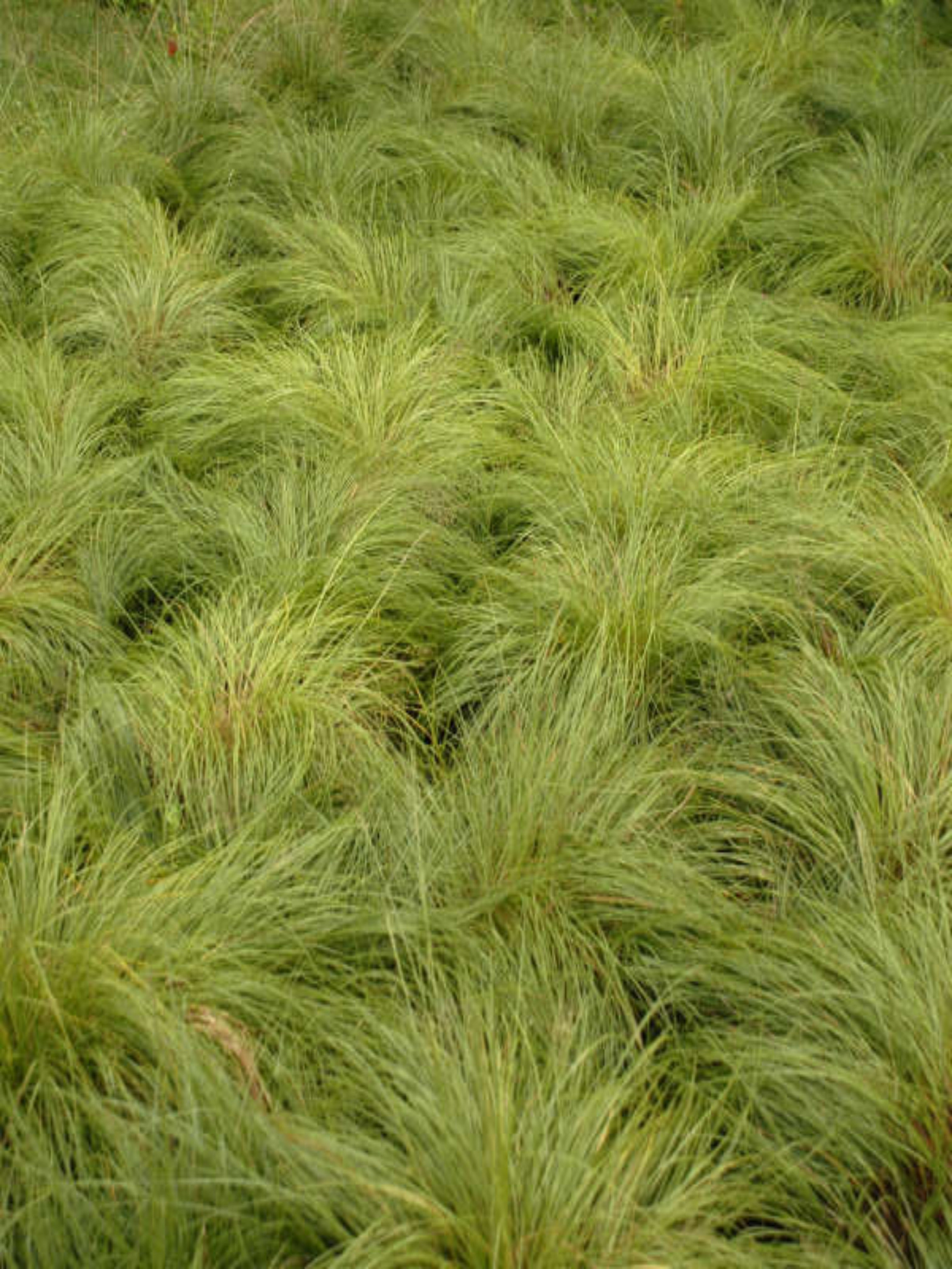 SPOROBOLUS HETEROLEPIS 'PRAIRIE DROPSEED'