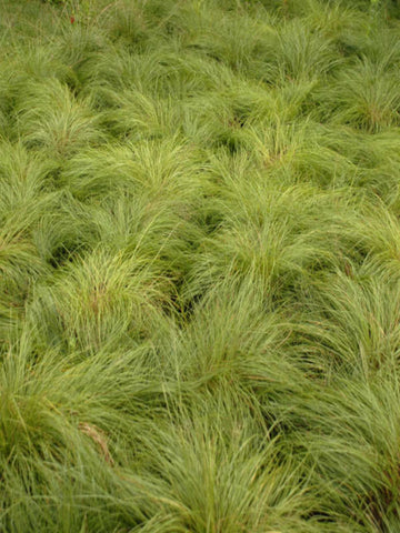 PANICUM 'BAD HAIR DAY'