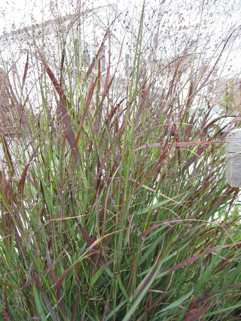 PANICUM SHENANDOAH
