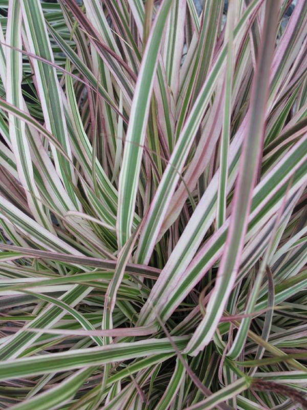 PENNISETUM (FOUNTAIN GRASS) SETACEUM 'CHERRY SPARKLER'