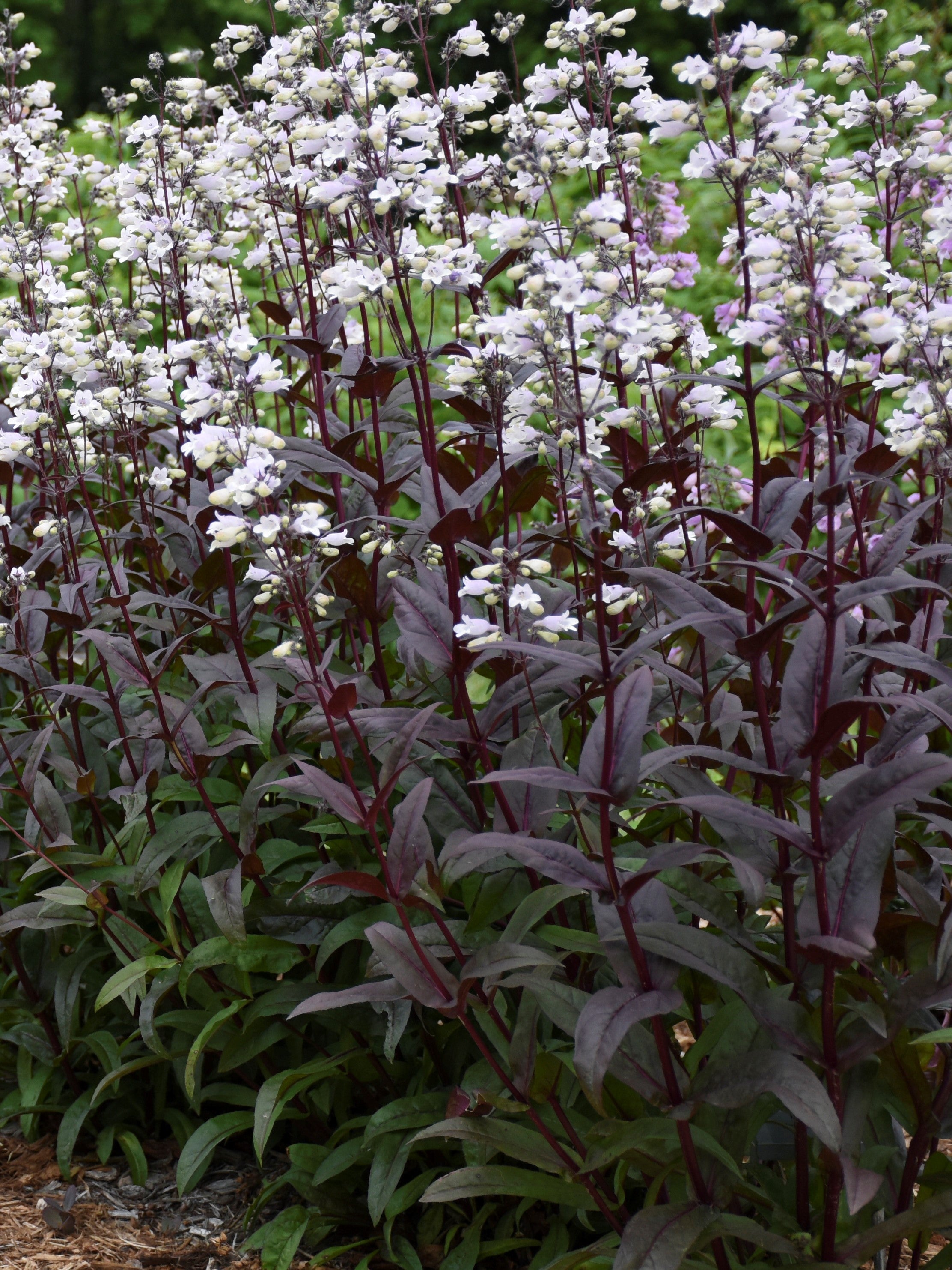 PENSTEMON 'ONYX AND PEARLS'
