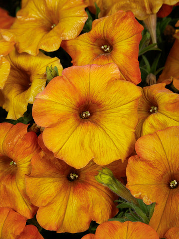 BEGONIA FRAGRANT FALLS 'PEACH'