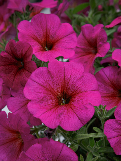SUPERCALIBRACHOA PURPLE DAWN