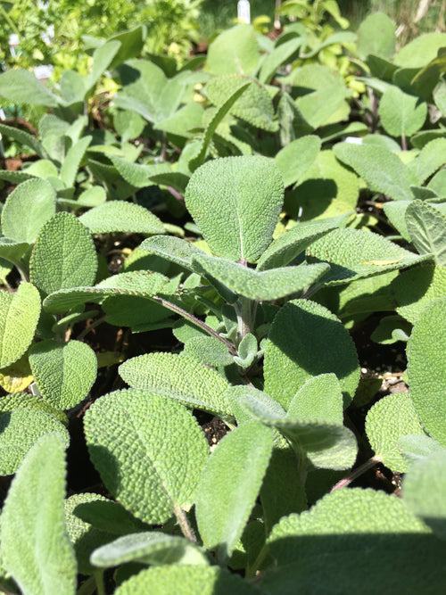 SAGE BERGGARTEN 'SALVIA OFFICINALIS'