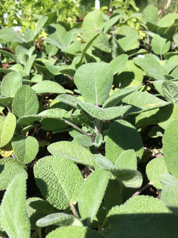 HERB-THYME 'LEMON'