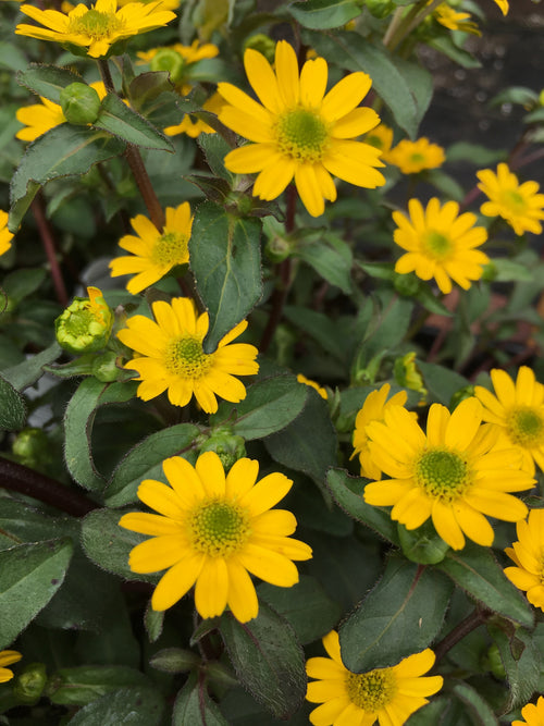 SANVITALIA - (CREEPING ZINNIA) GOLDEN YELLOW