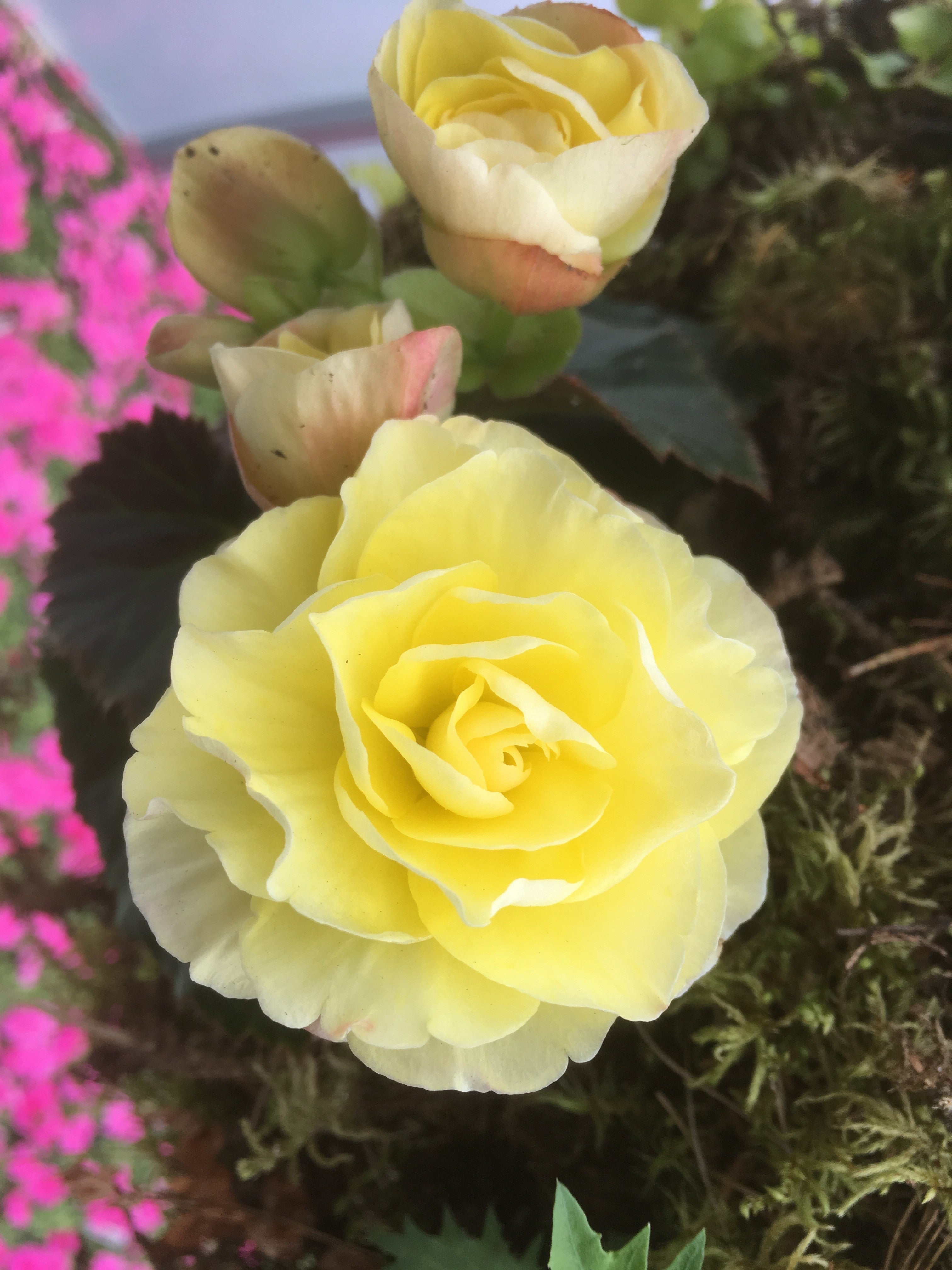 BEGONIA SOLENIA YELLOW