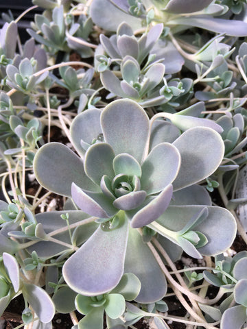 HERB-CYMBOPOGON LEMON GRASS