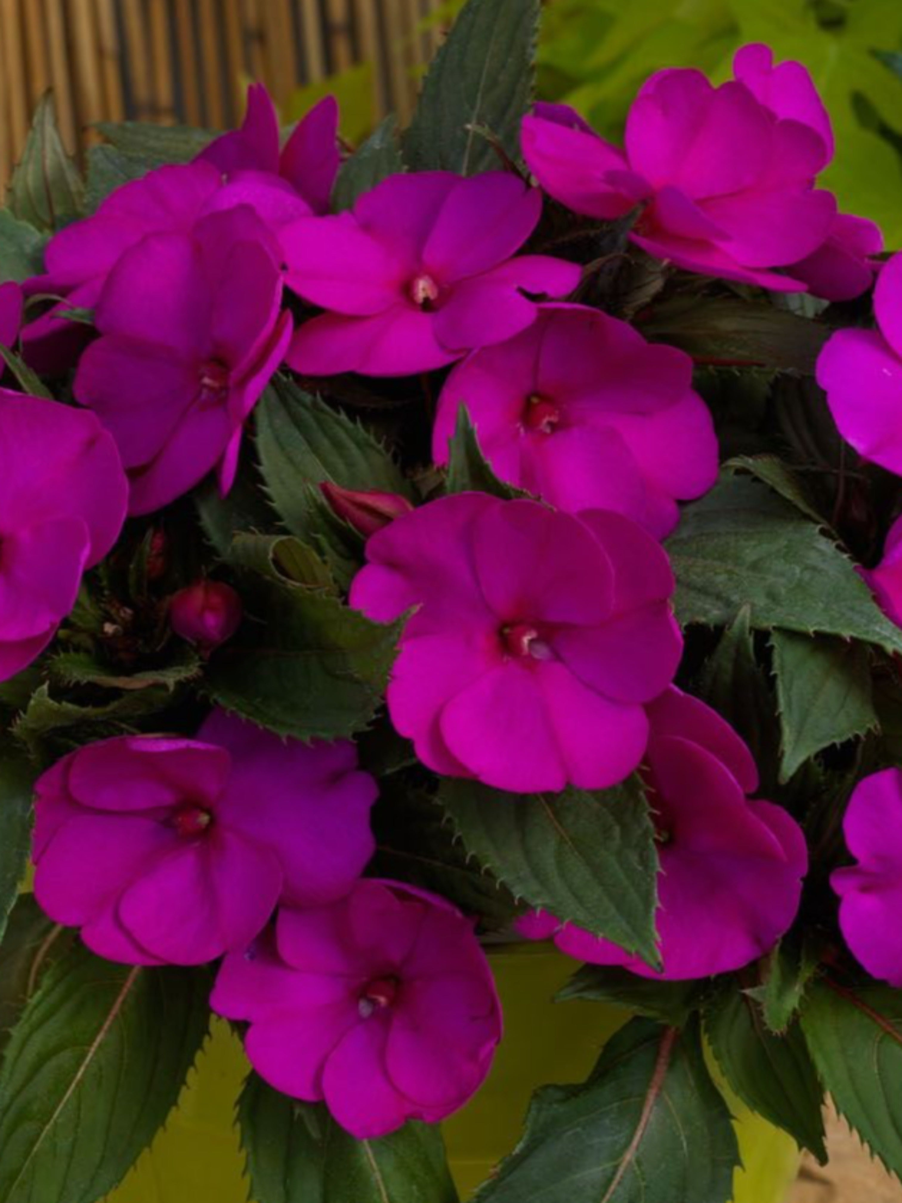 SUNPATIEN 'PURPLE'