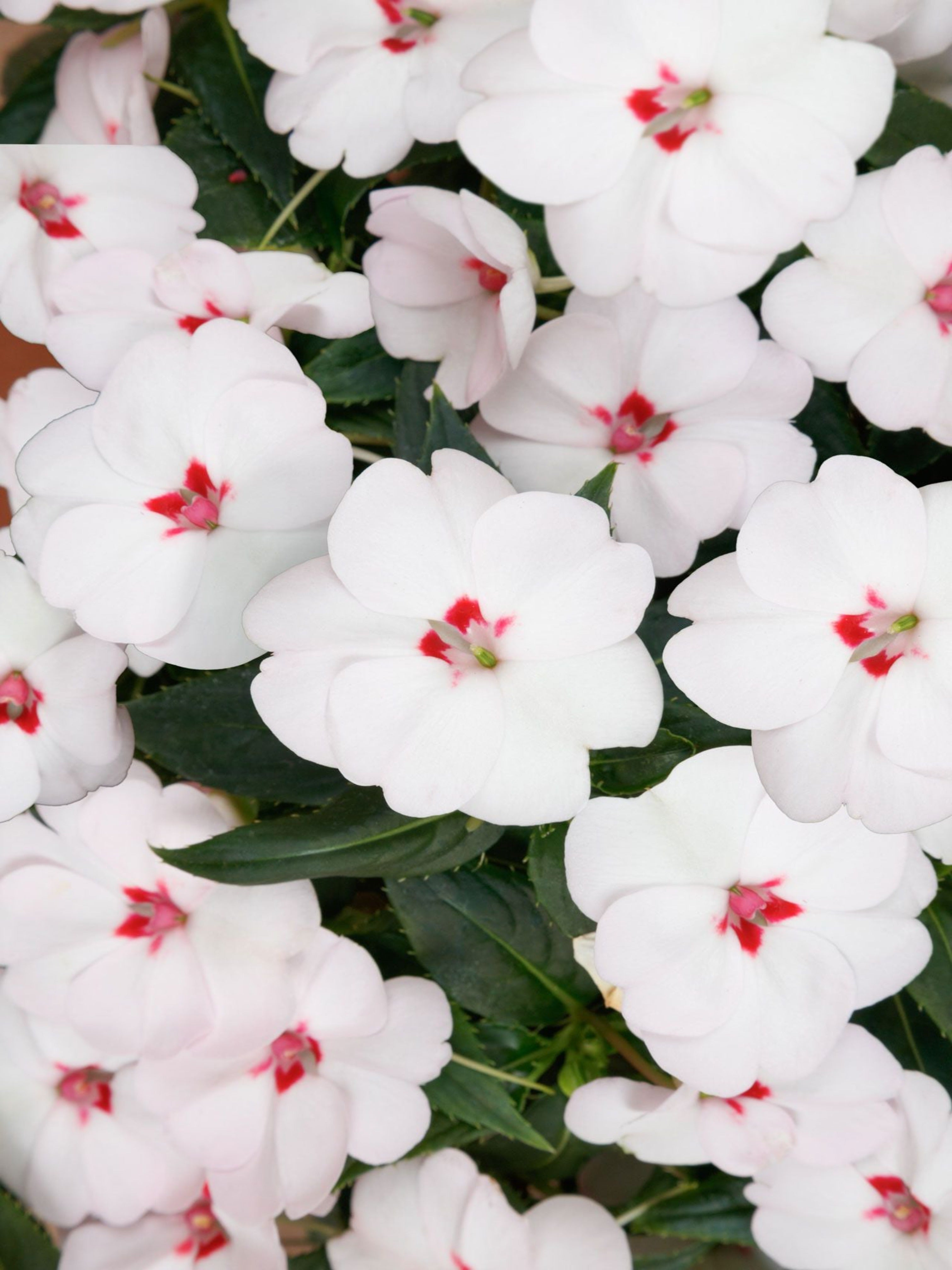 SUNPATIEN 'SWEETHEART WHITE'
