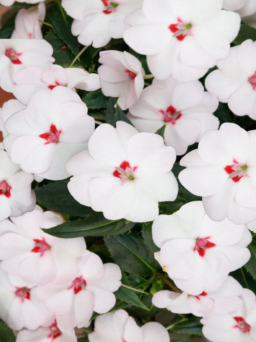 SUNPATIEN 'SWEETHEART WHITE'