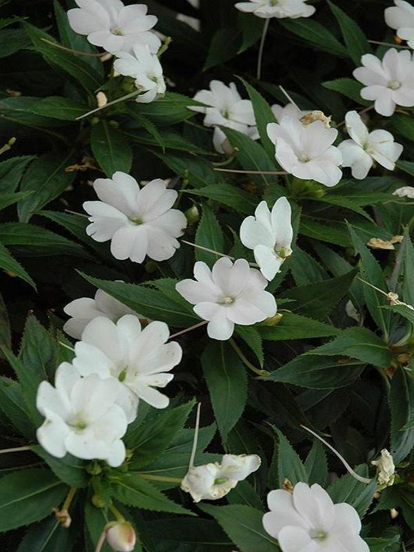 SUNPATIENS COMPACT 'WHITE'