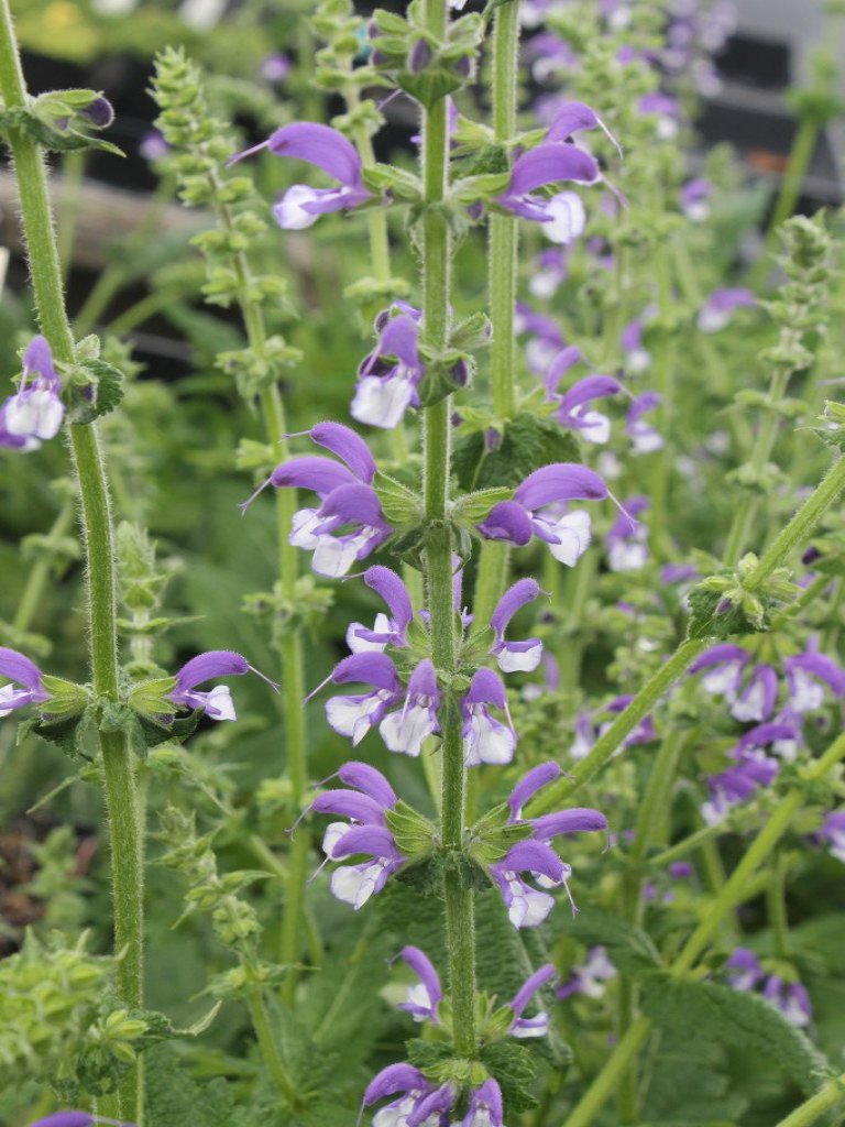 SALVIA 'MADELINE'