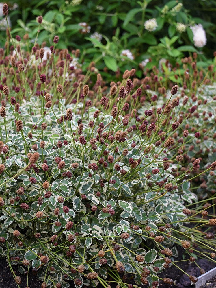SANGUISORBA OFFICINALIS VAR. MICROCEPHALA 'LITTLE ANGEL'