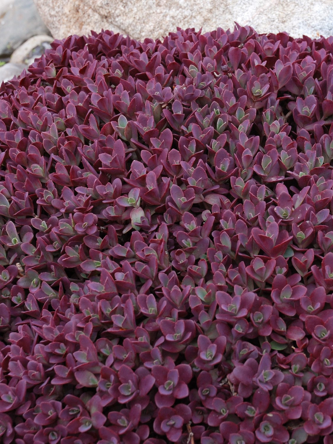 SEDUM SUNSPARKLER 'FIRECRACKER'