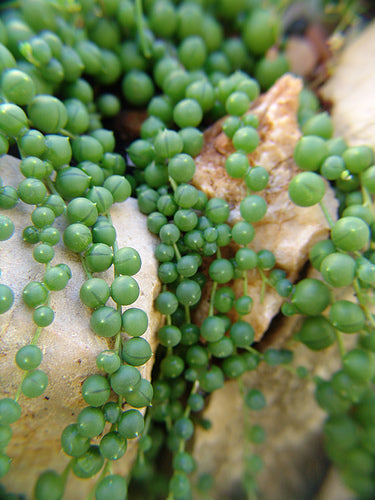SUCCULENT SENECIO ROWLEYANUS