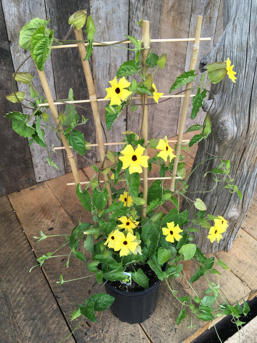 THUNBERGIA - (BLACK-EYED SUSAN VINE) LEMON