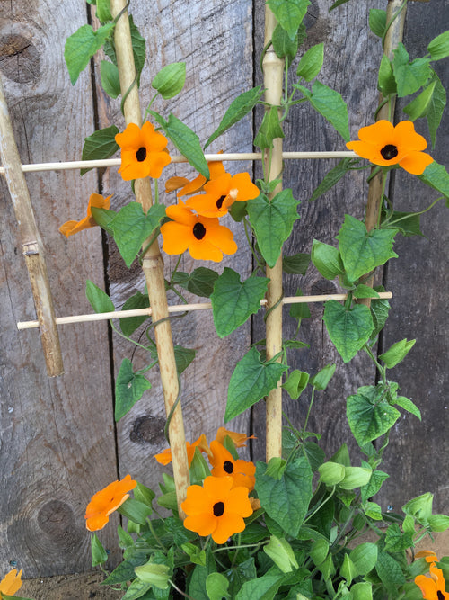THUNBERGIA - (BLACK-EYED SUSAN VINE) NEW ORANGE