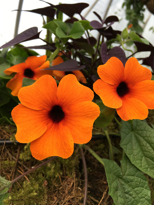 THUNBERGIA - (BLACK-EYED SUSAN VINE) SUNNY SUZY RED ORANGE
