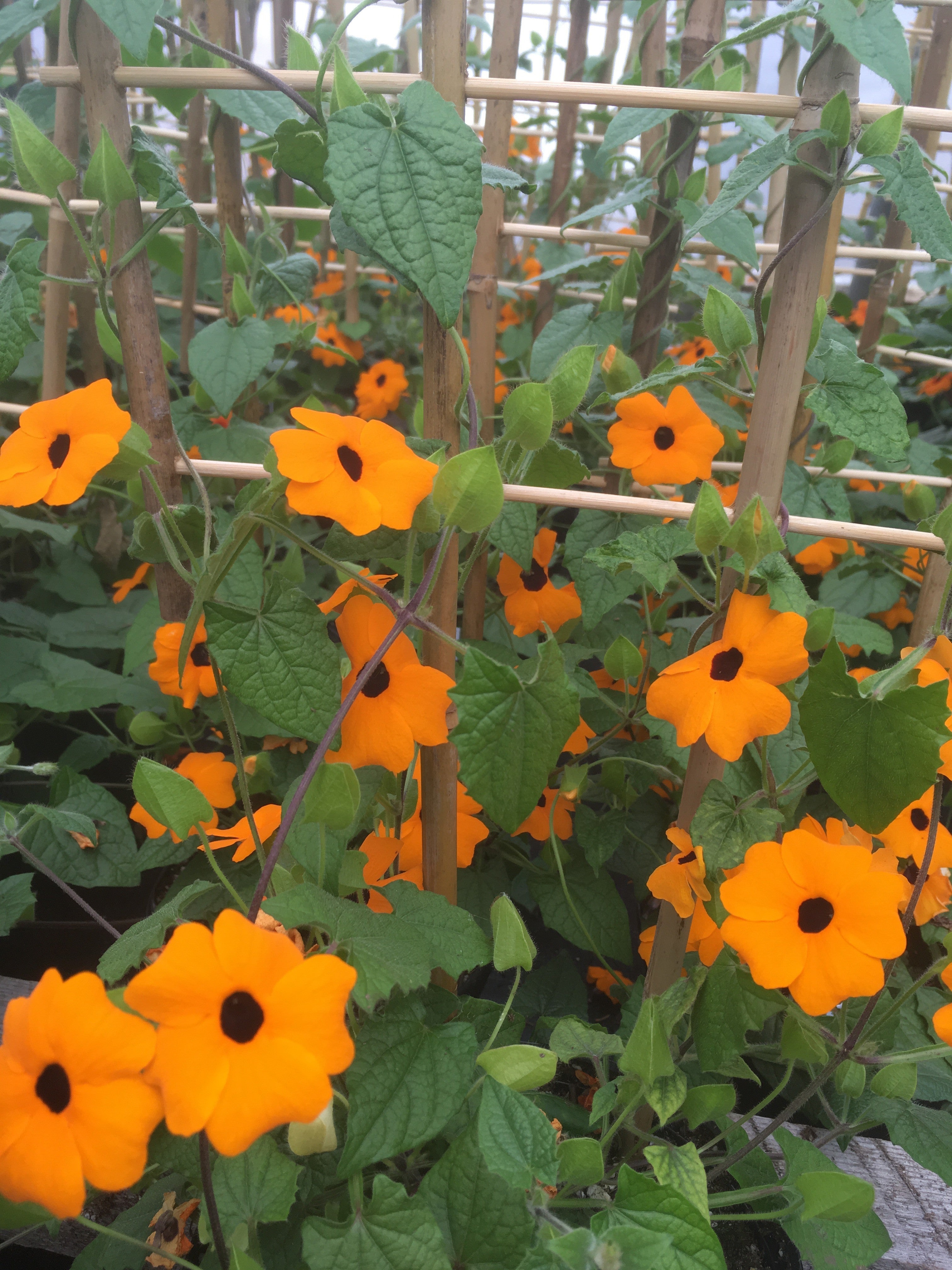 THUNBERGIA (BLACK-EYED SUSAN VINE) NEW ORANGE