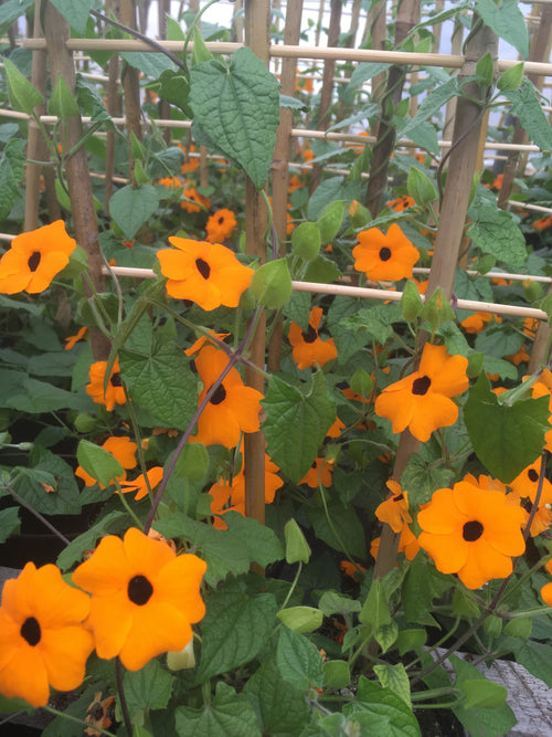 THUNBERGIA (BLACK-EYED SUSAN VINE) NEW ORANGE