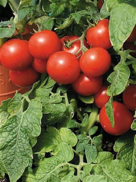 TOMATO 'TINY TIM'