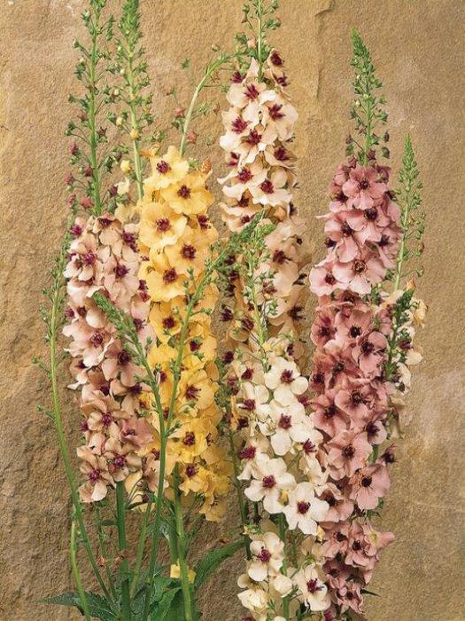 VERBASCUM 'SOUTHERN CHARM'