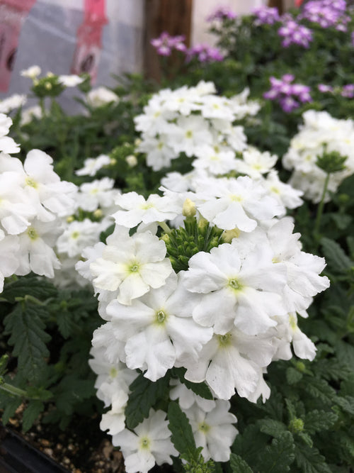 VERBENA 'WHITE'