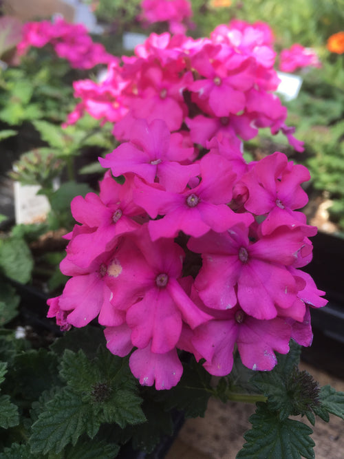 VERBENA VANESSA TOP DEEP PINK