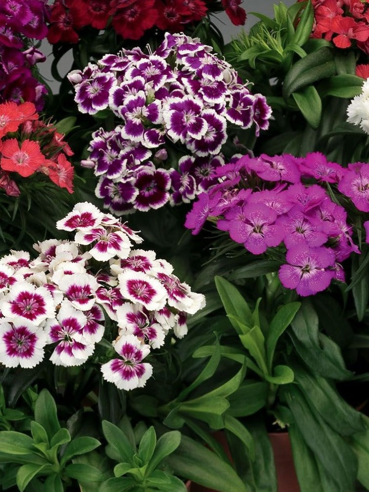 DIANTHUS BARBARINI MIX