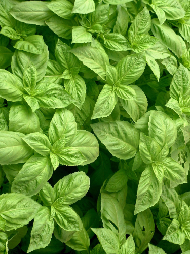 BASIL NUFAR