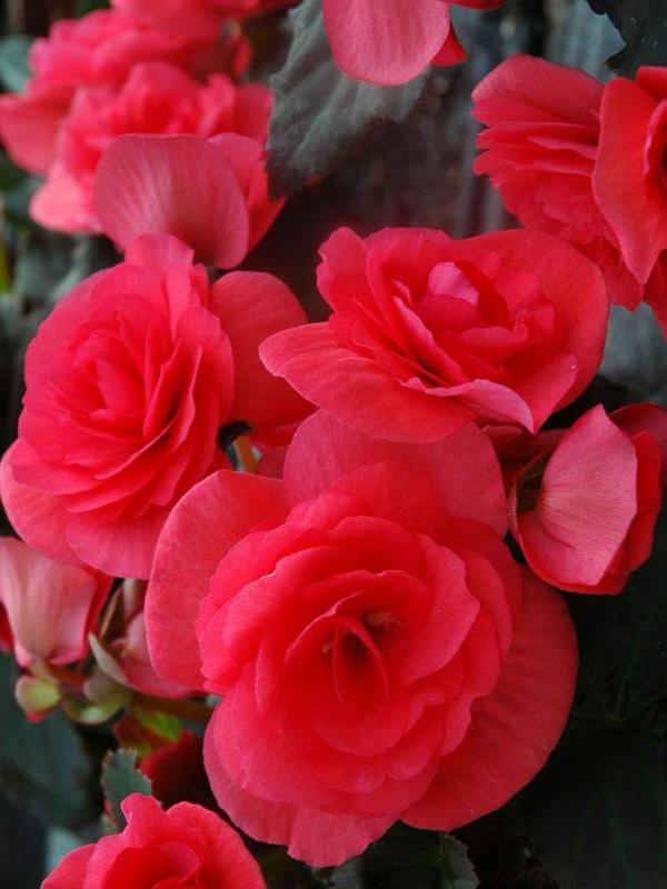 BEGONIA SOLENIA DARK PINK