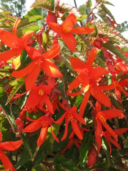 BEGONIA BOLIVIENSIS 'ORANGE'