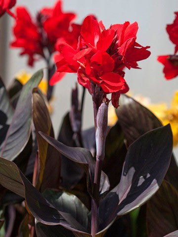CANNA BRONZE SCARLET LEAF