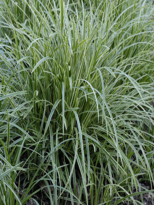 CAREX MORROWII 'ICE DANCE'