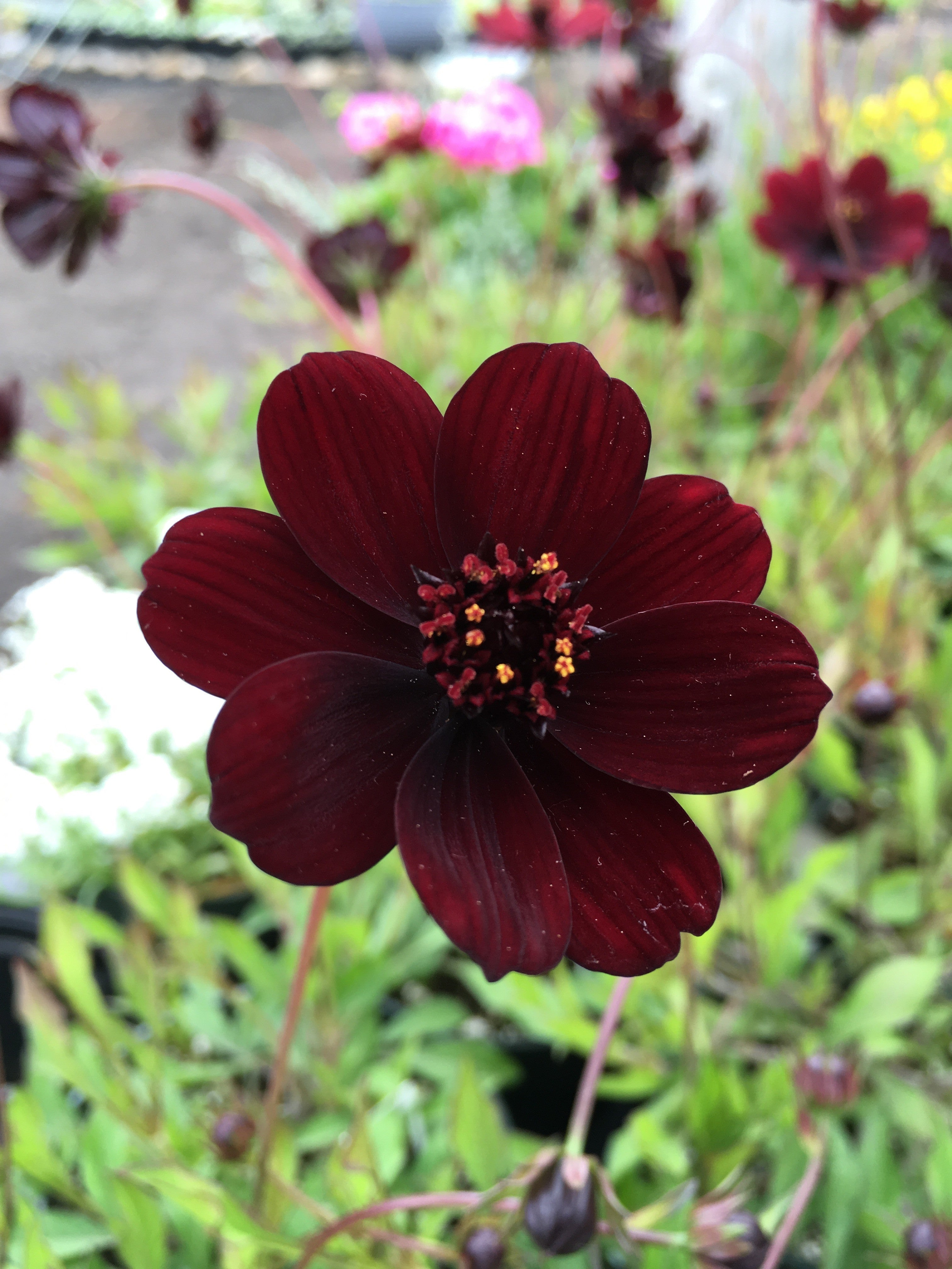 COSMOS ATROSANGUINEUS (CHOCOLATE COSMOS)