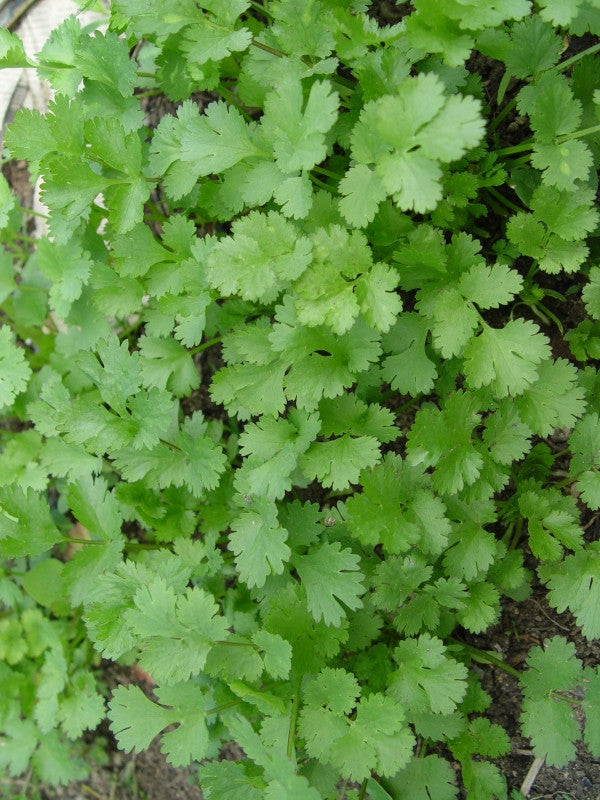 HERB-CILANTRO