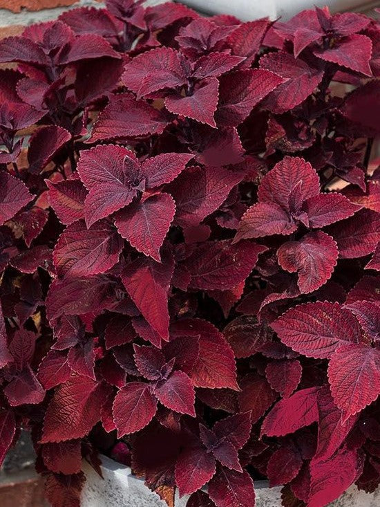 COLEUS MAIN STREET 'BEALE ST'