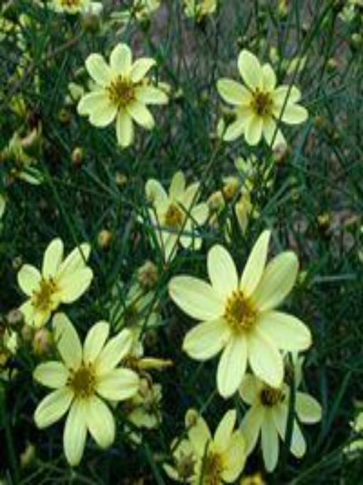 COREOPSIS VERTICILLATA ‘MOONBEAM’