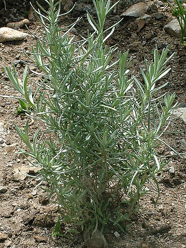 CURRY 'HELICHRYSUM ANGUSTIFOLIUM'