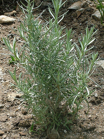 HERB-THYME 'LEMON'