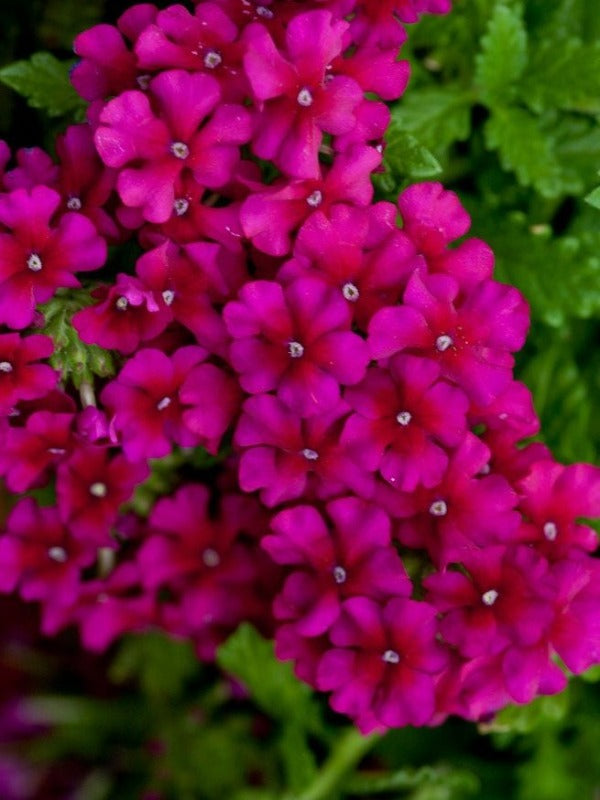 VERBENA 'DARK PURPLE'