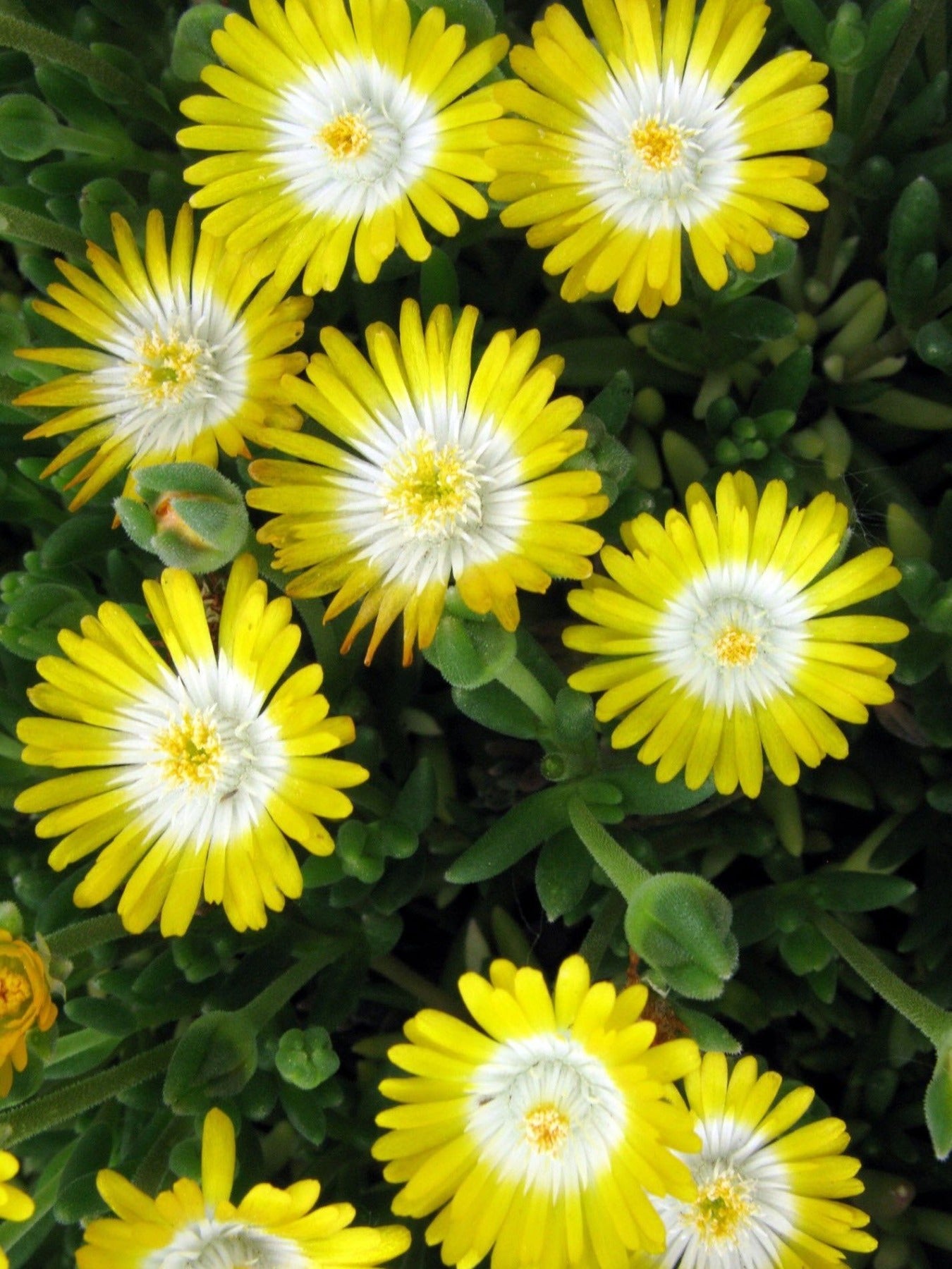 SUCCULENT - DELOSPERMA (ICE PLANT) DESERT PERIDOT